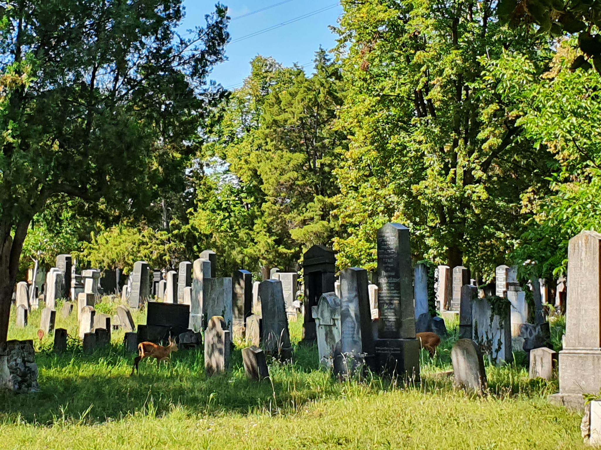 Wiener Zentralfriedhof Wanderfürung zu Halloween